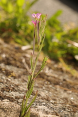 Epilobium parviflorum