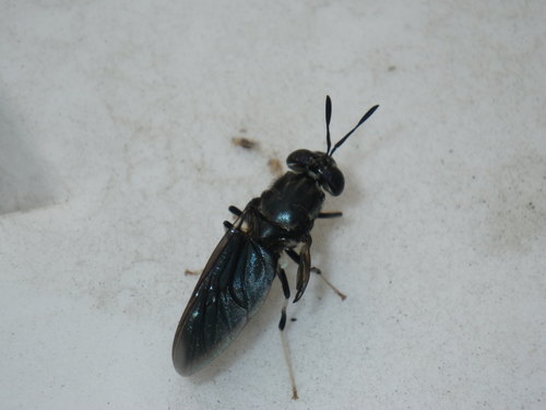 Photo of Black Soldier Fly (Hermetia illucens)