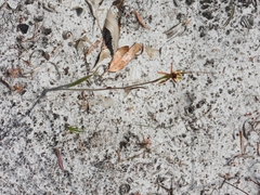 Caladenia attingens