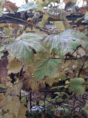 Vitis vinifera