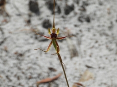 Caladenia attingens