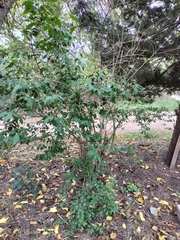 Ligustrum lucidum