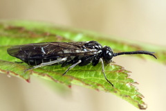 Empria tridens