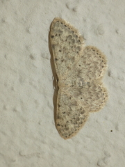 Scopula marginepunctata