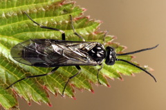 Empria tridens