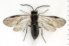 Empria tridens