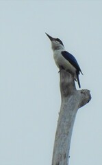 Todiramphus macleayii