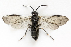 Empria tridens
