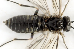 Empria tridens
