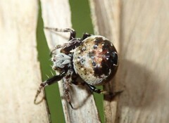 Araneus rotundulus