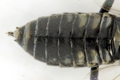 Empria tridens