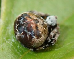 Araneus rotundulus