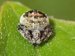 Araneus rotundulus