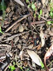 Diamma bicolor