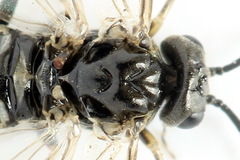 Empria tridens
