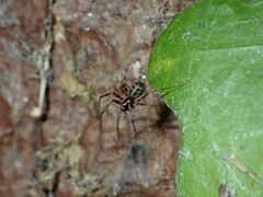 Lepthyphantes