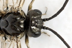 Empria tridens