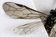 Empria tridens