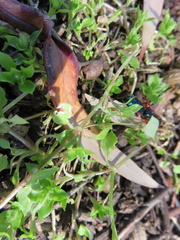 Diamma bicolor