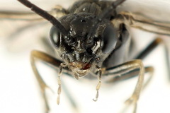 Empria tridens