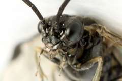 Empria tridens