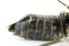 Empria tridens