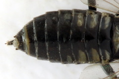 Empria tridens