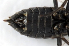 Empria tridens