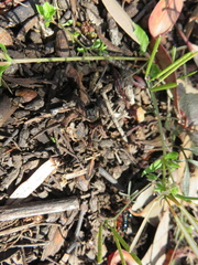 Diamma bicolor