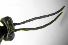 Empria tridens