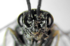 Empria tridens