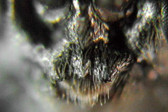 Empria tridens