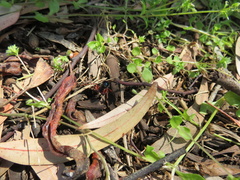 Diamma bicolor