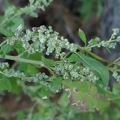 Chenopodium ficifolium