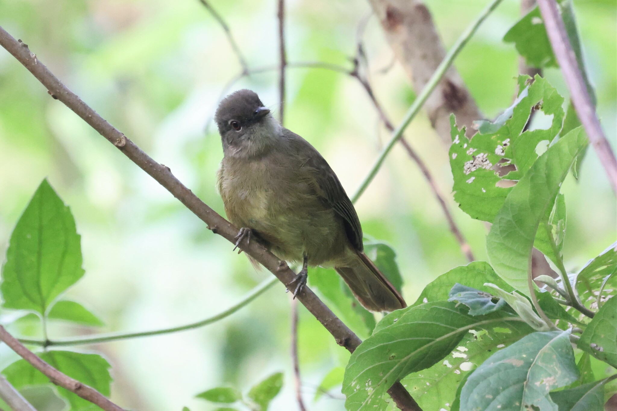 Plain Greenbul (Eurillas curvirostris), photo 4
