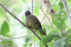 Eurillas curvirostris