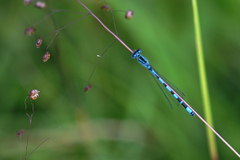 Coenagrion mercuriale
