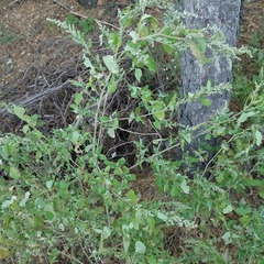 Chenopodium ficifolium