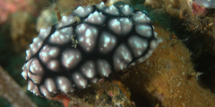Phyllidiella pustulosa