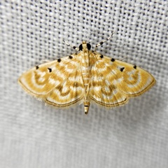 Notarcha aurolinealis