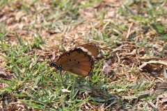 Danaus chrysippus orientis