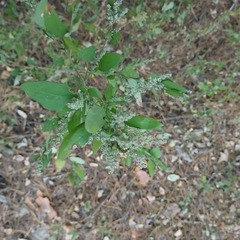 Chenopodium ficifolium