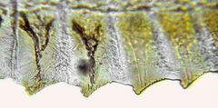 Empria tridens