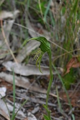 Pterostylis unicornis