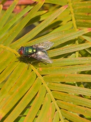 Lucilia coeruleiviridis