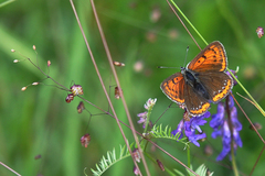 Lycaena hippothoe