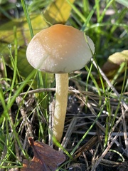 Protostropharia semiglobata