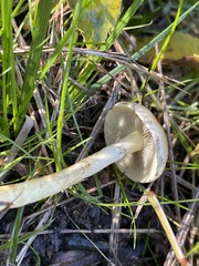 Protostropharia semiglobata