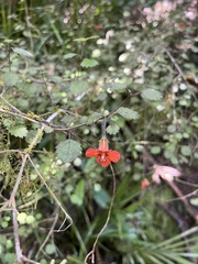 Rhabdothamnus solandri