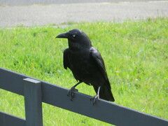 Corvus tasmanicus